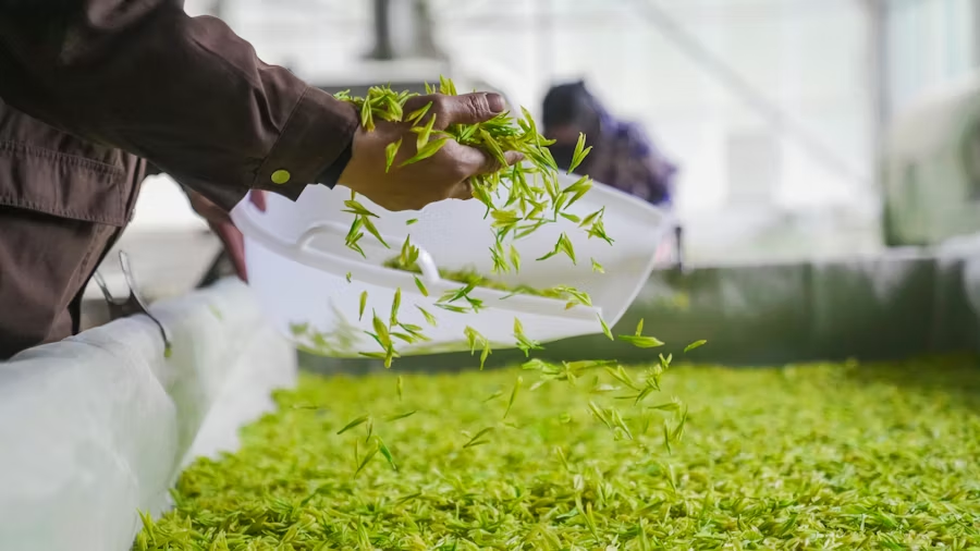 The Benefits of Green Tea for Body and Mind